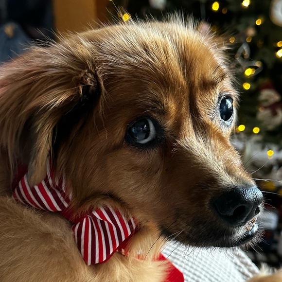 Let’s get ready for Christmas ❤️ - Picture 1 of 1